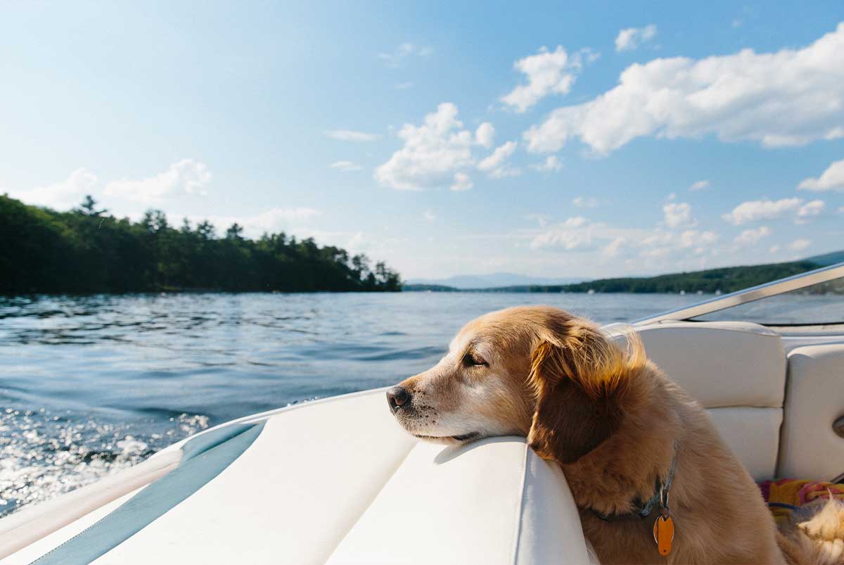 Dog on a boat