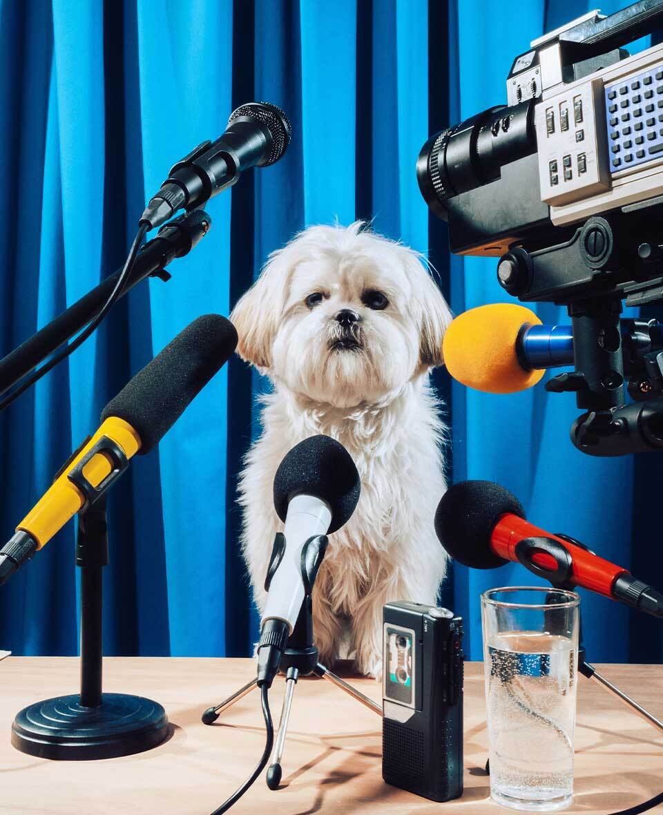 Cute shih tzu dog with cameras and microphones in front of it.