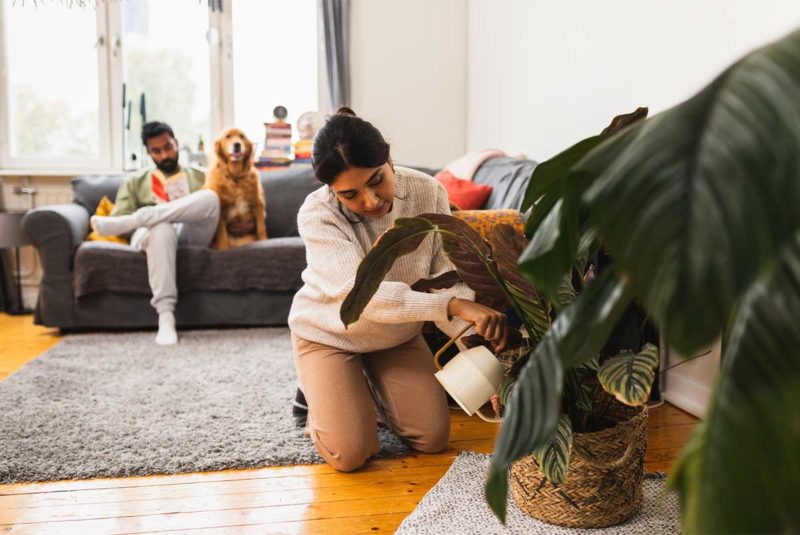 Woman kneeling to water an indoor plant. Husband in the background on the couch petting their golden retriever.