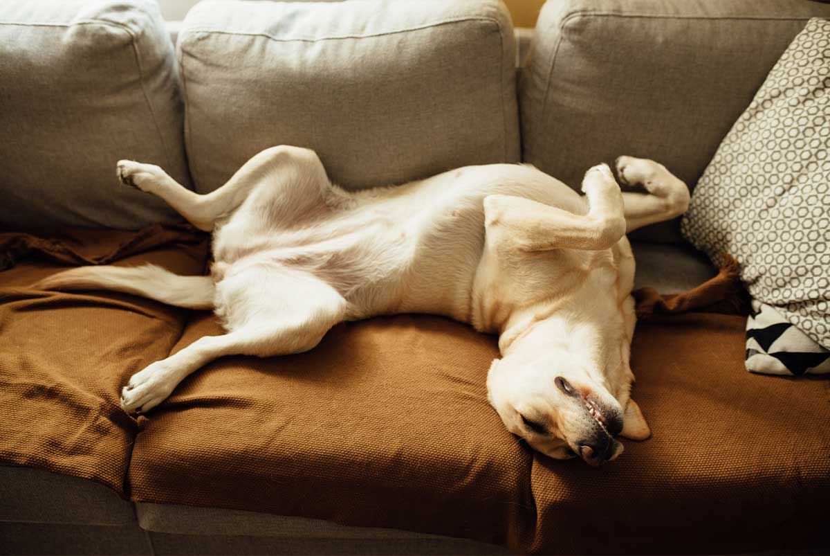 Dog on couch