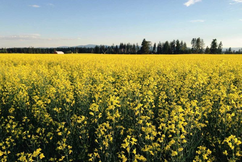 Field of yellow flowers